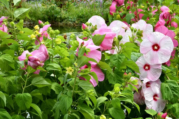 Hermosas Flores Hibiscus Rosa Jardín Situado Piazzale Michelangelo Florencia Italia — Foto de Stock