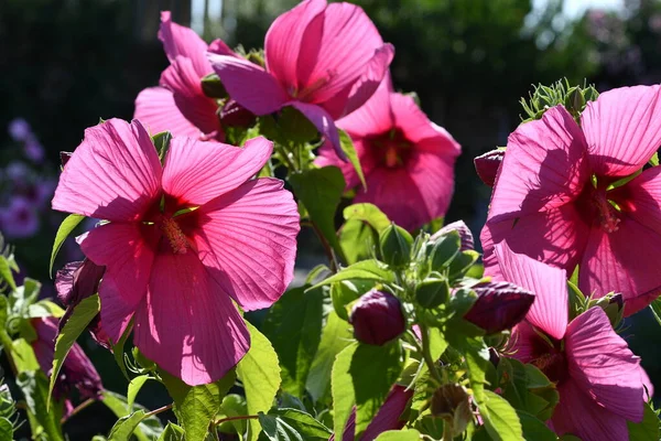 Linda Rosa Hibisco Flores Jardim Localizado Piazzale Michelangelo Florença Itália — Fotografia de Stock