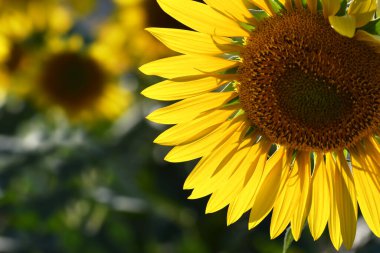 güzel ayçiçeği yakın çekim.