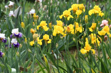 Bahçede çiçek açan güzel irisler.