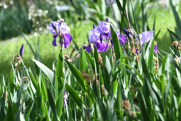 Mooie Irissen Bloei Een Tuin — Stockfoto