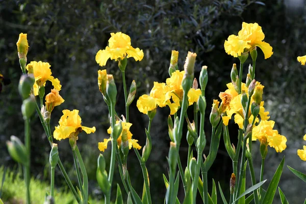 Schöne Iris Voller Blüte Einem Garten — Stockfoto