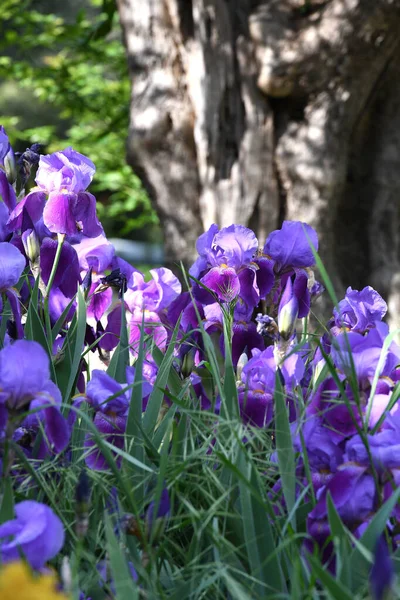 Beaux Iris Fleurs Dans Jardin — Photo