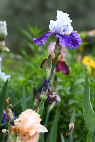 Όμορφες Ίριδες Ανθισμένες Έναν Κήπο — Φωτογραφία Αρχείου