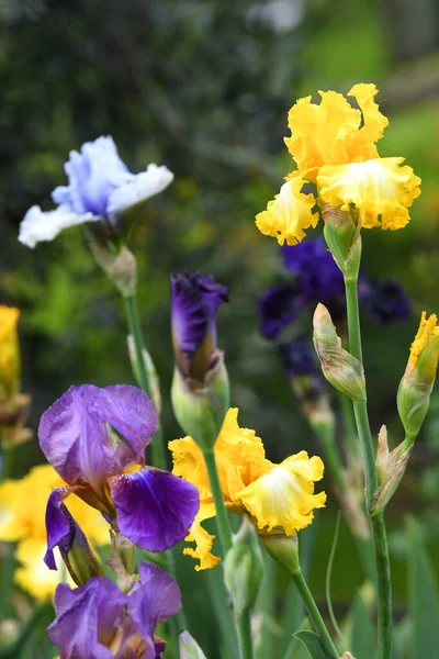 Beaux Iris Fleurs Dans Jardin — Photo