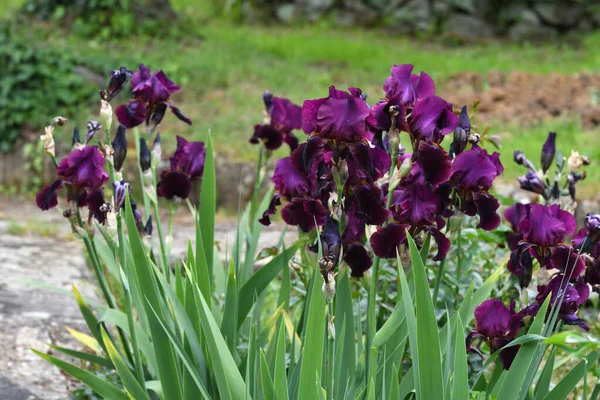 Hermosos Iris Flor Jardín —  Fotos de Stock