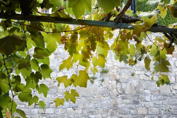 Grona Białych Winogron Wiszą Gałęziach Rośliny Obszarze Chianti Greve Chianti — Zdjęcie stockowe