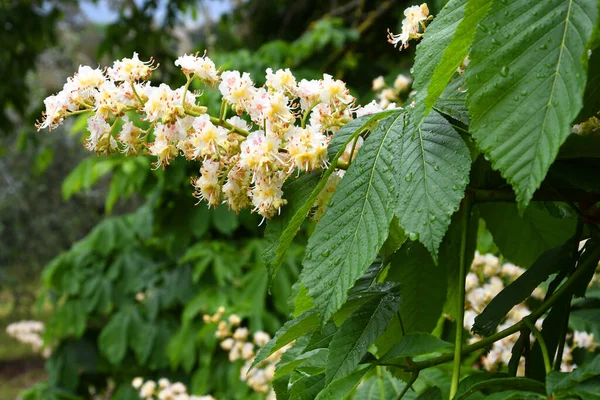 Castanha Cavalo Florido Aesculus Hippocastanum Uma Espécie Planta Com Flor — Fotografia de Stock