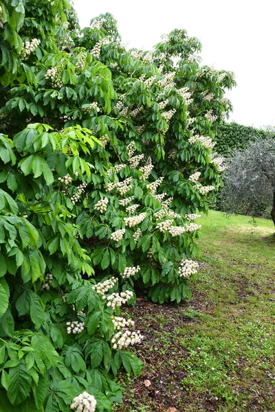 Castanha Cavalo Florido Aesculus Hippocastanum Uma Espécie Planta Com Flor — Fotografia de Stock