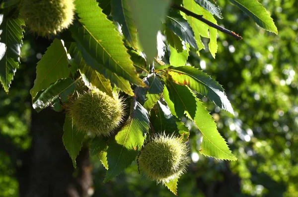 Kestane dalında yeşil kirpiler.