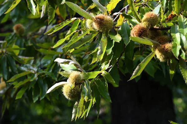 Green Hedgehogs Chestnut Branch — Stock Photo, Image