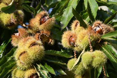 İçinde kestaneler olan açık kirpi Tuscany, İtalya 'da bir ormanda bir ağaçta asılı..
