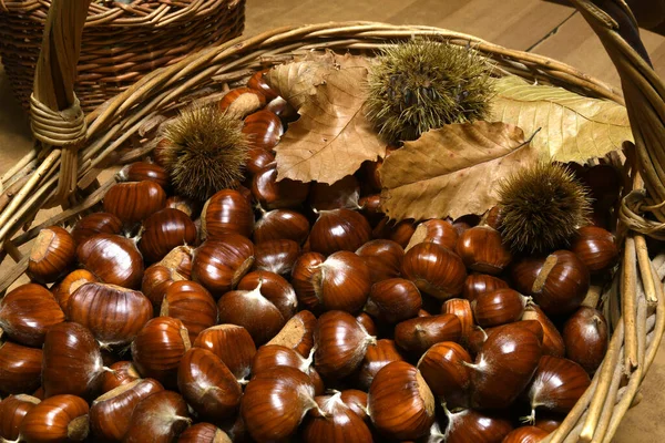 freshly picked chestnuts in wicker basket with leaves and curls