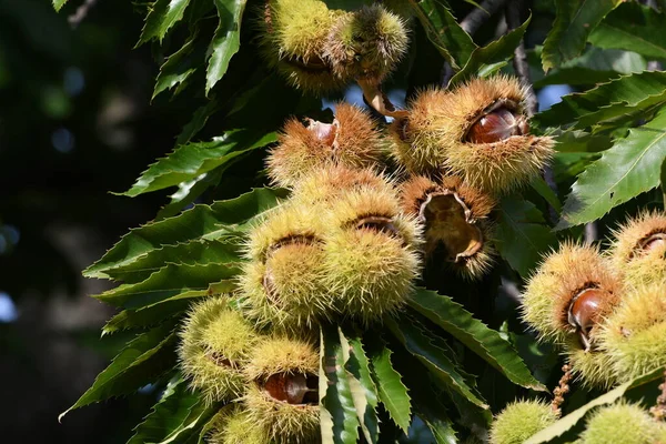 Erizo Abierto Con Castañas Dentro Colgando Árbol Bosque Toscana Italia — Foto de Stock