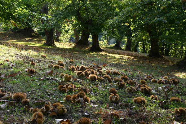 Ősz Gesztenye Erdő Toszkán Hegyekben Sündisznók Gesztenyék Földre Hullanak Itt — Stock Fotó