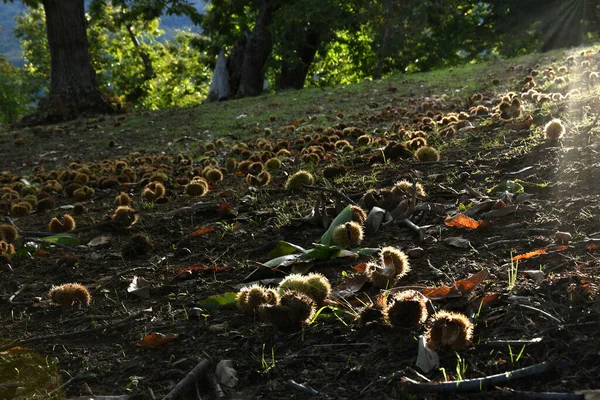 Otoño Bosque Castaños Las Montañas Toscanas Erizos Castañas Caen Suelo — Foto de Stock