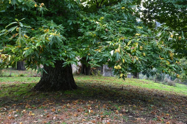 Bella Foresta Castagni Sulle Montagne Toscane Ricci Castagne Cadono Terra — Foto Stock