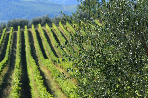 Olijfboomtakken Met Prachtige Rijen Wijnstokken Achtergrond Het Toscaanse Platteland Chianti — Stockfoto