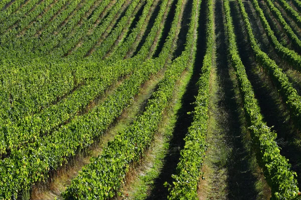 Fileiras Vinhas Setembro Zona Rural Toscana Chianti Classico Área Perto — Fotografia de Stock