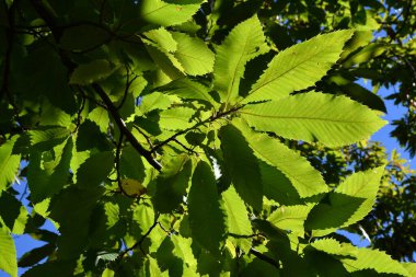 Beautiful green chestnut leaves in a forest. Shot from below.