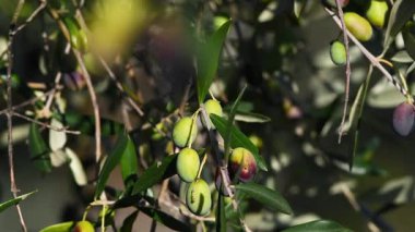 Zeytinler ekim ayında olgunlaşmaya başlar. Olgun zeytinler dallarda hareket eder, rüzgarla savrulur. Toskana 'daki Chianti Bölgesi. Ekstra bakir zeytinyağı üretimi. İtalya. Seçici odak.