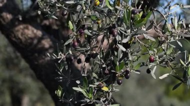 Zeytinler ekim ayında olgunlaşmaya başlar. Olgun zeytinler dallarda hareket eder, rüzgarla savrulur. Toskana 'daki Chianti Bölgesi. Ekstra bakir zeytinyağı üretimi. İtalya. Seçici odak.