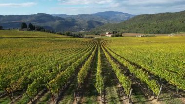 Floransa yakınlarındaki Toskana kırsalındaki muhteşem üzüm bağları sonbahar mevsiminde sararır. Pontassieve yakınlarındaki sarı üzüm bağlarının havadan görünüşü. İtalya