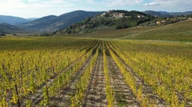 Floransa yakınlarındaki Toskana kırsalındaki muhteşem üzüm bağları sonbahar mevsiminde sararır. Pontassieve yakınlarındaki sarı üzüm bağlarının havadan görünüşü. İtalya