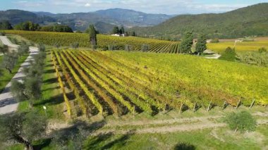 Floransa yakınlarındaki Toskana kırsalındaki güzel üzüm bağları sonbaharda sararır. Pontassieve yakınlarındaki sarı üzüm bağlarının ve zeytin ağaçlarının havadan görünüşü. İtalya