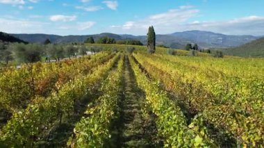 Floransa yakınlarındaki Toskana kırsalındaki muhteşem üzüm bağları sonbahar mevsiminde sararır. Pontassieve yakınlarındaki sarı üzüm bağlarının havadan görünüşü. İtalya