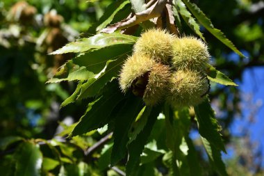 Chestnuts in their husks hanging from chestnut tree branches are about to fall just before harvest in autumn. Chestnut forest in the Tuscan mountains. Italy.