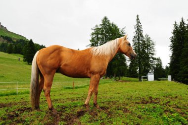 Atlar dağda otluyor..