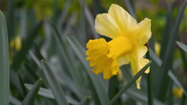 Bahçedeki nergis çiçeğinin yakın çekimi. Sarı nergisler bahçede ya da parkta çiçek açar. Bahar mevsiminin güneşli ve ılık günlerle gelmesi kavramı. Seçici odak.