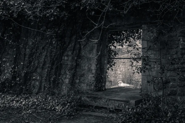 Bir taş duvar kapıdan görülme kuğu yuva