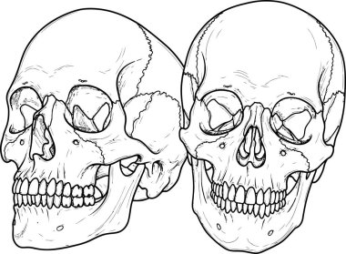 Two monochrome skulls are presented in a detailed line drawing against a white backdrop, creating a stark, anatomical illustration ideal for educational or design purposes.