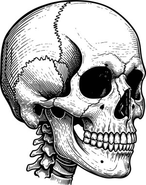 Detailed anatomical skull drawing with black and white ink showcases classic engraving style on a plain white background suitable for medical education or artistic purposes.