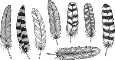 Çeşitli kuş tüylerinin elle çizilmiş, farklı desenleri ve dokuları gösteren detaylı mürekkep çizimleri. Doğa, sanat ve tasarım projeleri için mükemmel.