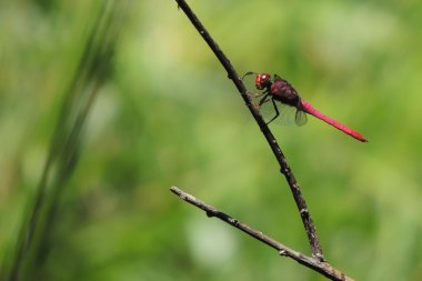 Libelula Vermelha em Galho