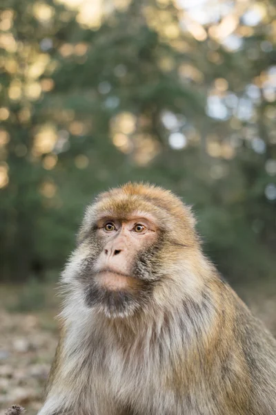 Portrét barbary makak opice — Stock fotografie