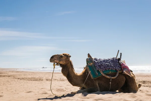 Arabian camel beach — Zdjęcie stockowe
