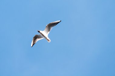 martı mavi gökyüzü