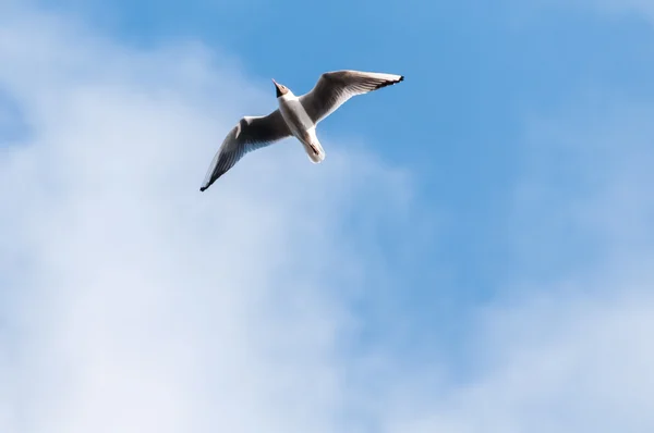 Seagull moln blå himmel — Stockfoto