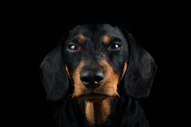 Stüdyo portre dachshund açık