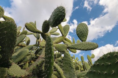 Kaktüs mavi gökyüzü ve bulutlar, Opuntia polyacantha ile