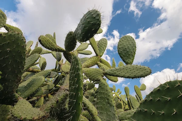 Kaktüs mavi gökyüzü ve bulutlar, Opuntia polyacantha ile