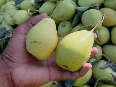 Olgun meyvelerle dolu armut ağacı. Taze armutlar dolup taşıyor, sağlıklı beslenmek için mükemmel.