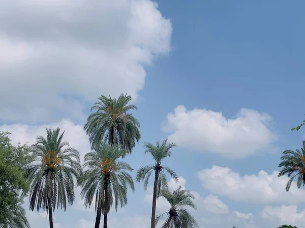 Pofuduk beyaz bulutları ve dingin doğası olan parlak mavi gökyüzüne karşı palmiye ağaçları.