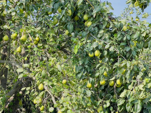 Olgun meyvelerle dolu armut ağacı. Taze armutlar dolup taşıyor, sağlıklı beslenmek için mükemmel.