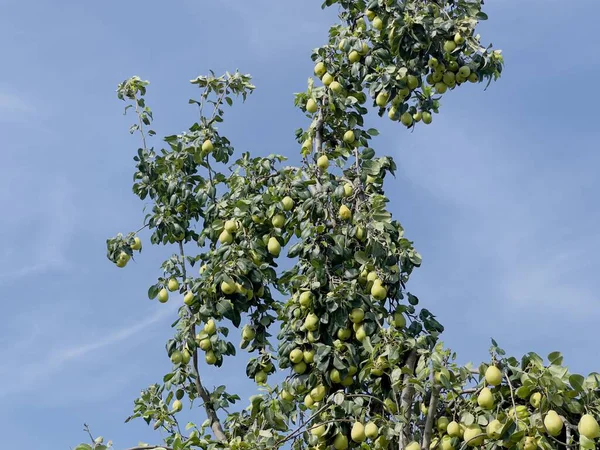 Olgun meyvelerle dolu armut ağacı. Taze armutlar dolup taşıyor, sağlıklı beslenmek için mükemmel.