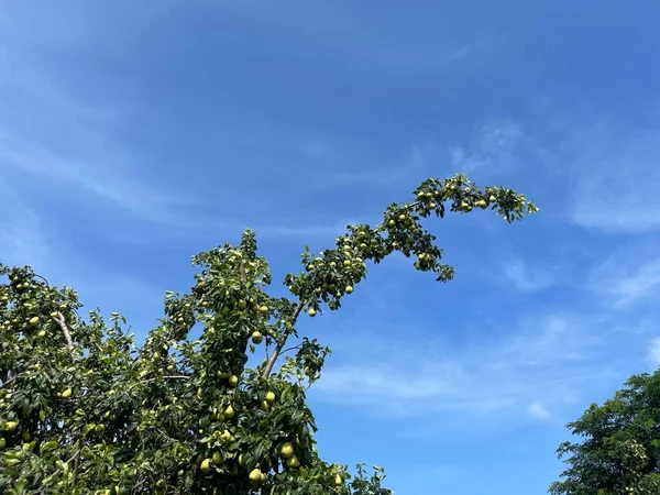 Olgun meyvelerle dolu armut ağacı. Taze armutlar dolup taşıyor, sağlıklı beslenmek için mükemmel.